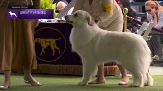 Great Pyrenees | Breed Judging 2023