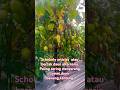 bercak daun alternaria Paling sering menyerang tomat,daun bawang,kentang