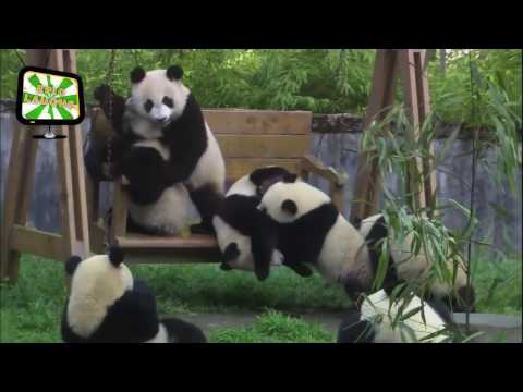 Şirin Pandalar