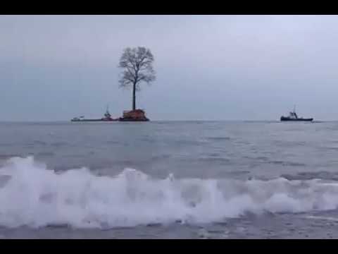 ვიდეო: ხე წყალთან