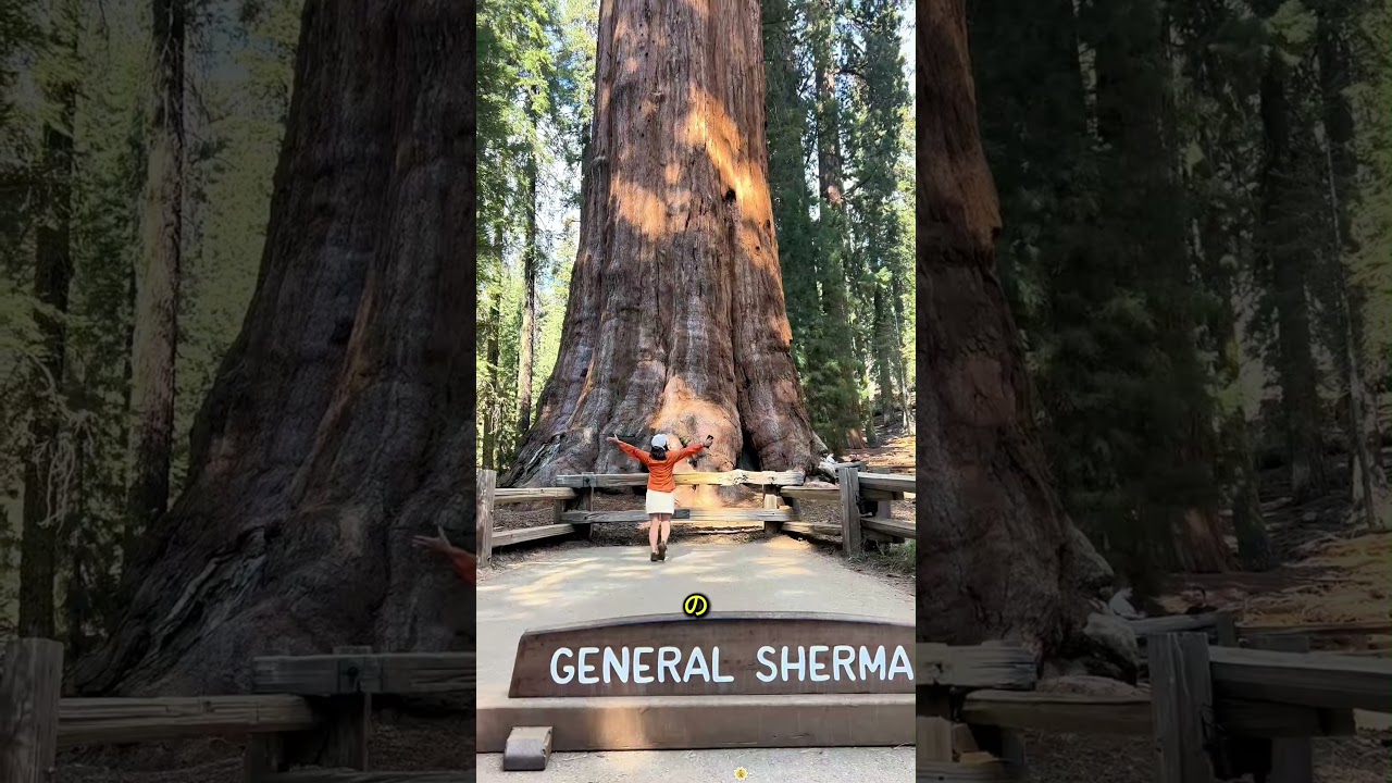 地球上で最も古い巨木