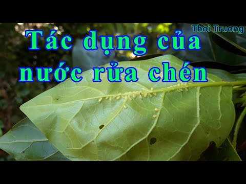 Video: Cách Diệt Rệp Trong Vườn Và Trong Vườn: Các Phương Pháp Phòng Trừ Hiệu Quả