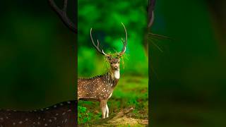 🌿 Uncovering Wildlife Wonders | Hidden Truths of Nature & Amazing Animal Facts 🐾 #wildlife #animals