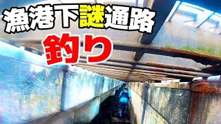 漁港下の謎通路に入っていくと、なんとそこは…【西表島遠征釣り修行#3】