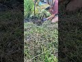 Entspannende ASMR Gartenarbeit!!!