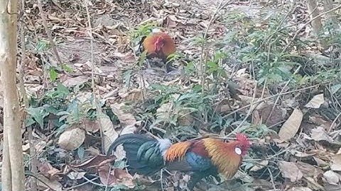 ต่อไก่ป่า Dib tau ib tug qaib qus daj zoo nkauj heev 2025