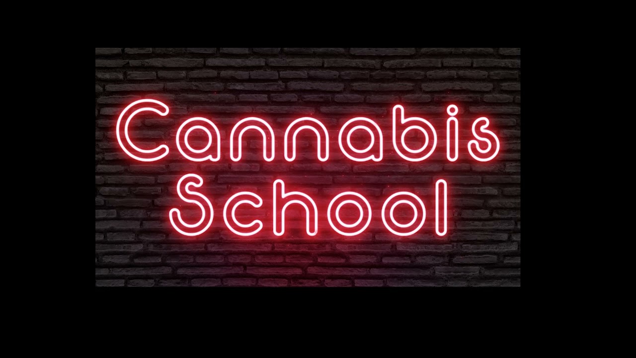 Key Lime Pie - Indica