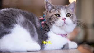 Cat Breeds and MBTI: Which Cat Matches Your Personality