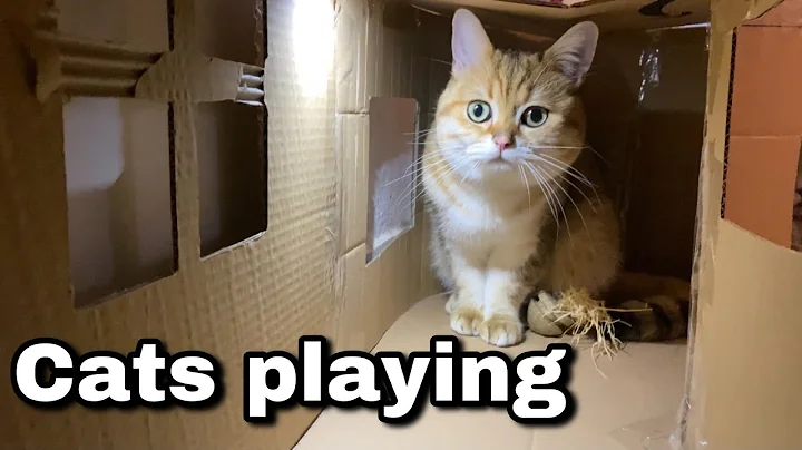 Video 776351: british shorthair cat, shorthair golden cat, cute cat playing, big cat, funny cat