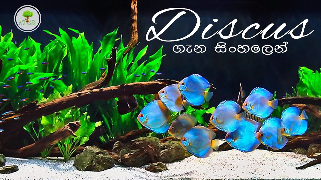 Discus ගැන සින්හලෙන් - Episode 01