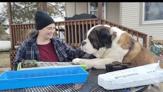 'Seedlings to Thriving Plants: How to Transplant Broccoli, Cauliflower, Cabbage for Maximum Growth! by 6 Hearts on 6 Acres 167 views 2 months ago 17 minutes