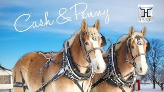 Meet Cash and Penny: The Amazing Young Team of Belgian Draft Horses (606) 303-5669