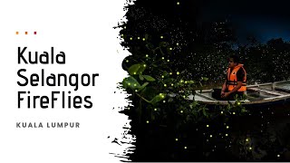 Kuala Selangor Fireflies  Kuala Selangor  Malaysia