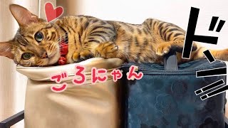 最近太ったベル様にメイクボックスがベッドにされてしまいました…