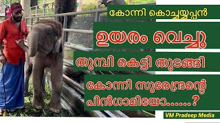 ഉയരം വെച്ചു തുമ്പികൈ കെട്ടി തുടങ്ങി കാട്ടാനകുഞ്ഞ് കോന്നി കൊച്ചയ്യപ്പൻ@VMPRADEEP#forestelephant