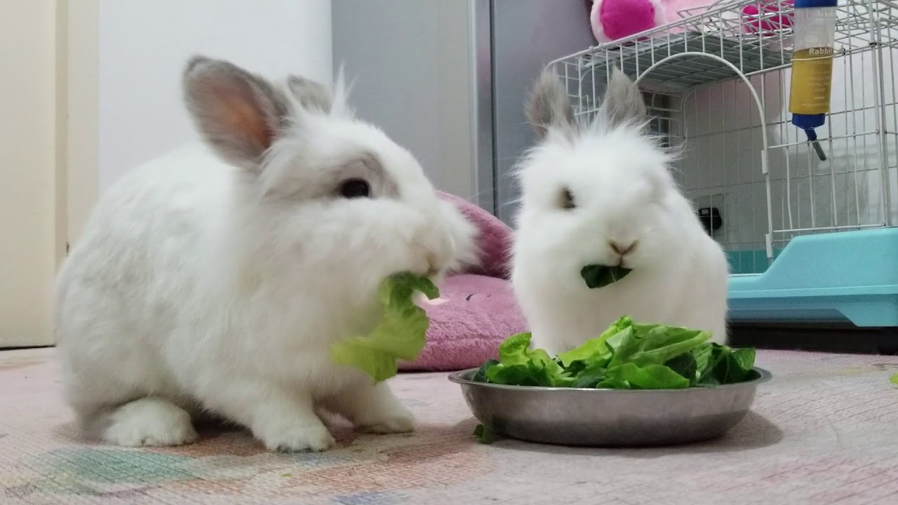 Rabbits say YUMMY - YouTube