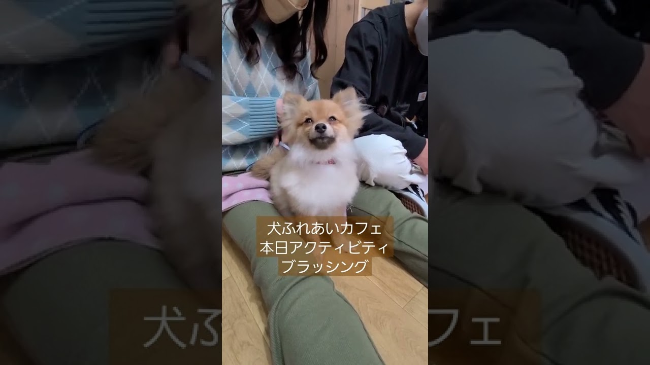Shorts 犬ふれあいカフェドルボム 本日アクティビティはポメラニアンにブラッシングしました ポメラニアン ドッグトレーニング大阪 犬ふれあい カフェ大阪 Youtube