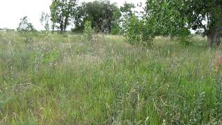MVI_2454.AVI