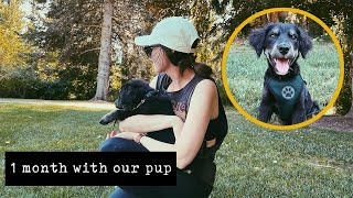 One month with Rigby Coltriever puppy - Border Collie Golden Retriever English Shepherd mix SDIT