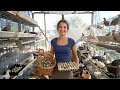 Collecting Hundreds of Quail Eggs on the Farm | Daily Farm Routine) | Natasha del campo. 