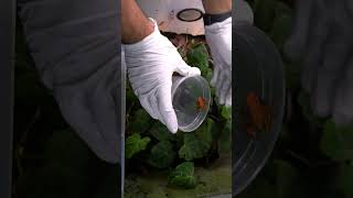 Catching And Moving Frogs Into Their New Vivarium
