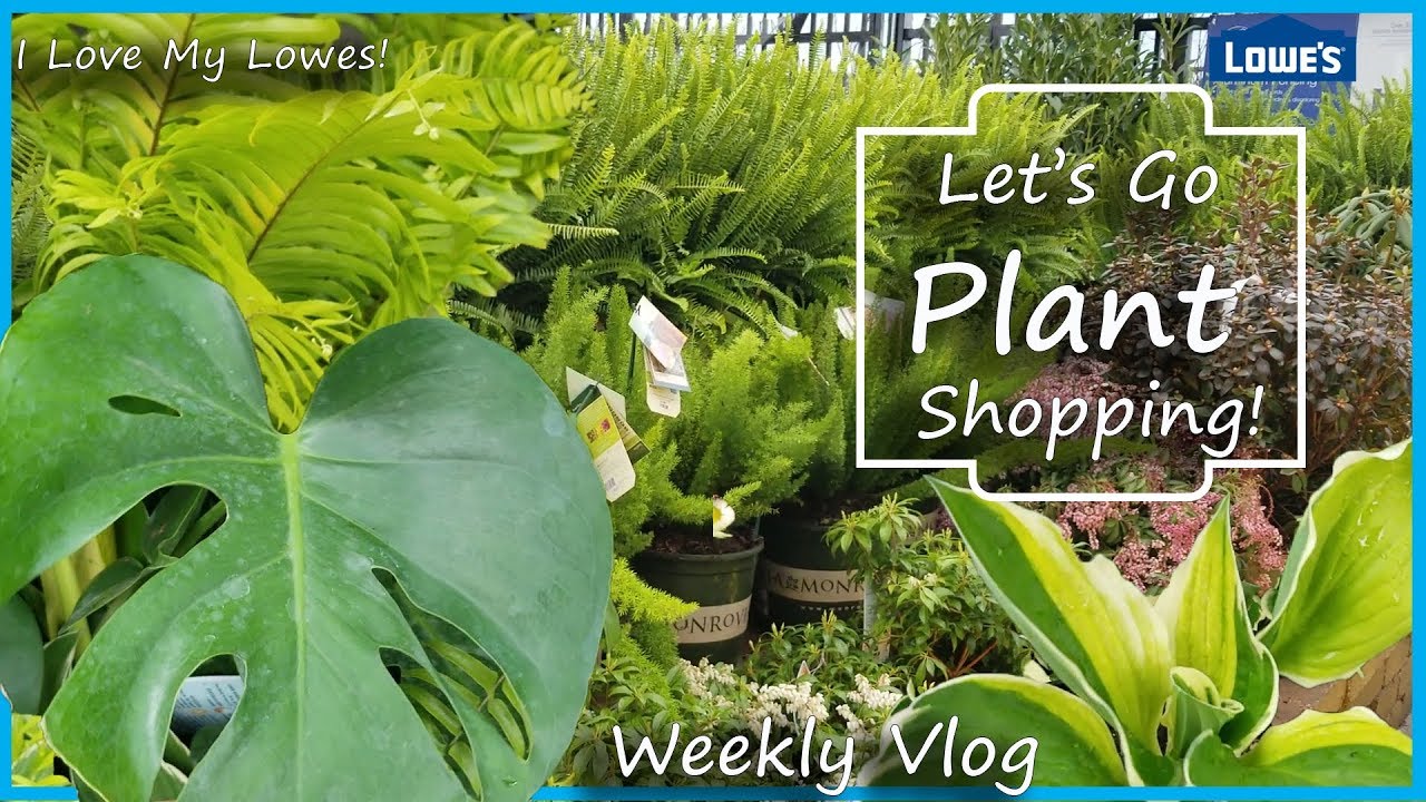 Shopping For Houseplants At Lowes || Planning My Garden || Plant Haul ...