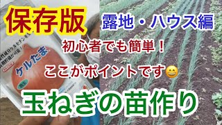 保存版初心者でも簡単！玉ねぎ苗の作り方を解説します