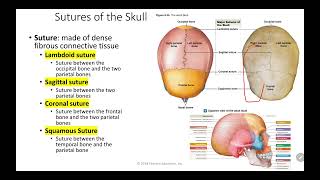 ANAT 260 Week 2 Skeletal Lecture & Lab Quiz review
