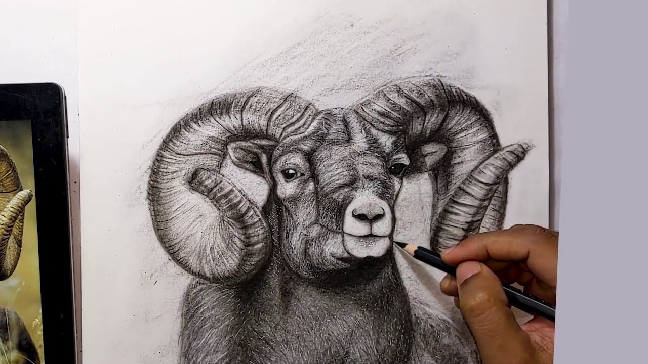 Here's how I Draw Realistic Animal Fur !! Drawing Ram with Charcoal Pencil  - YouTube