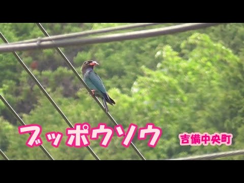 ブッポウソウ 125 Youtube