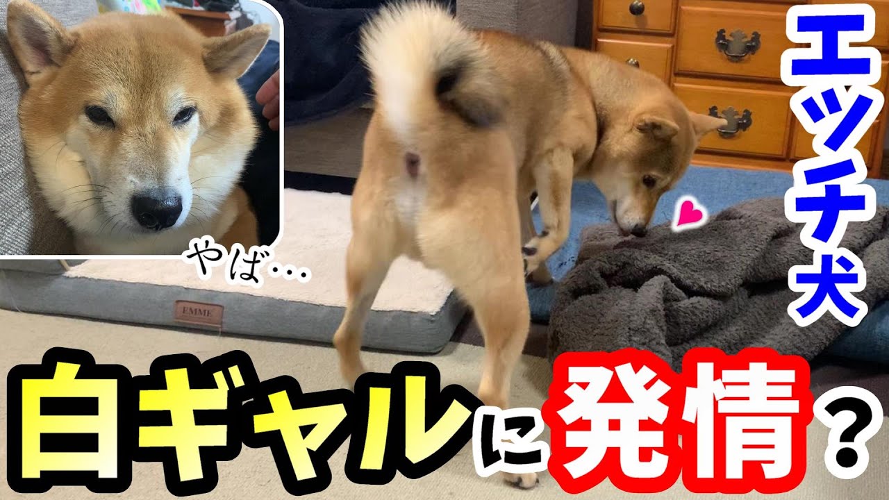 The erotic behavior of a Shiba Inu who is turned on by a white gal
