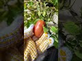 🌺 Harvesting vegetables & flowers from our homestead #asmr #gardening #dahlias