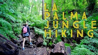 Cubo de la Galga Jungle Hike | La Palma Island 4K