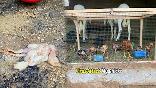 Virus Attack On My Chicks | Chicks Ko Urgent New Me Shift Karna Para | The Pets Men