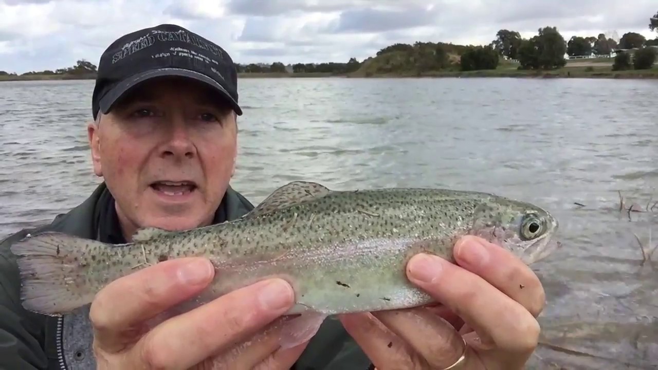 Trout fishing Melbourne YouTube