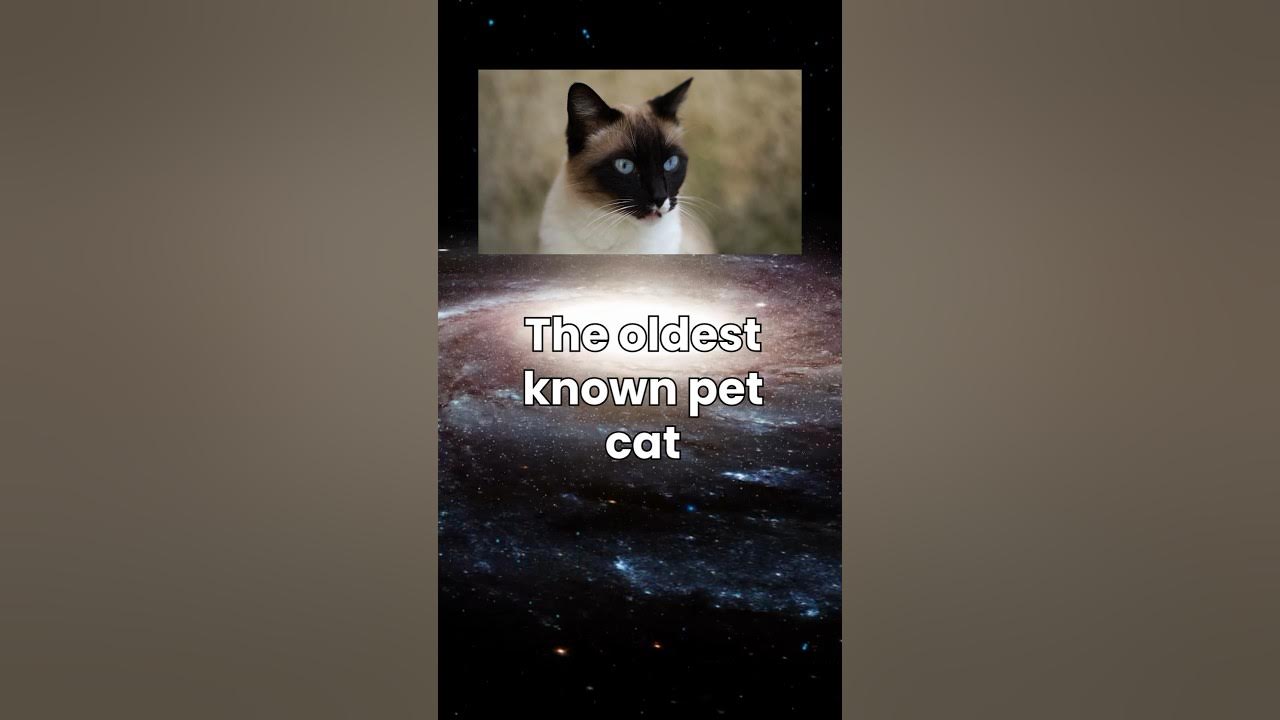 When was the oldest known pet cat? cats facts YouTube