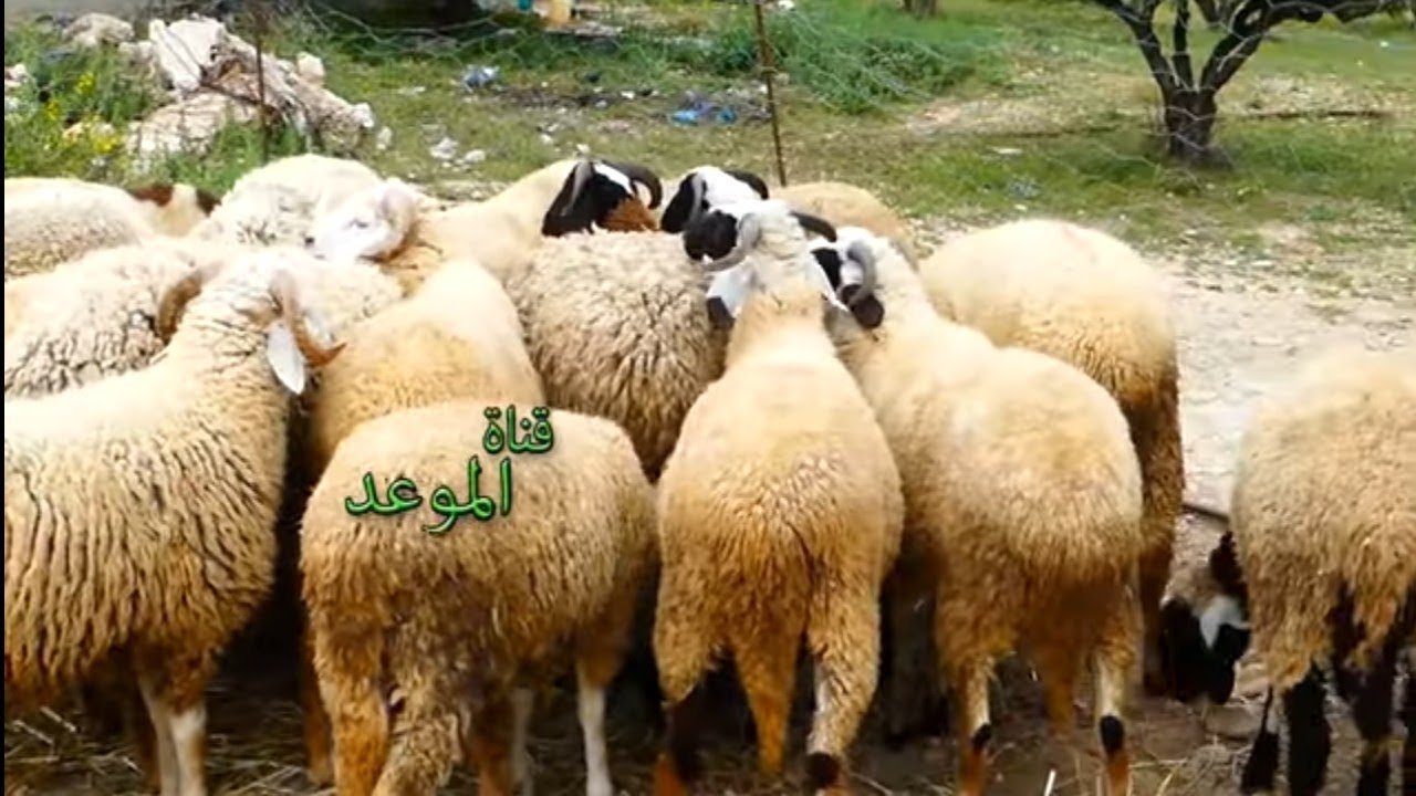 أسعار العلوش عند الفلاح في طريق الكريب الكاف , أسعار مناسبة أقل من أسعار السنة الماضية