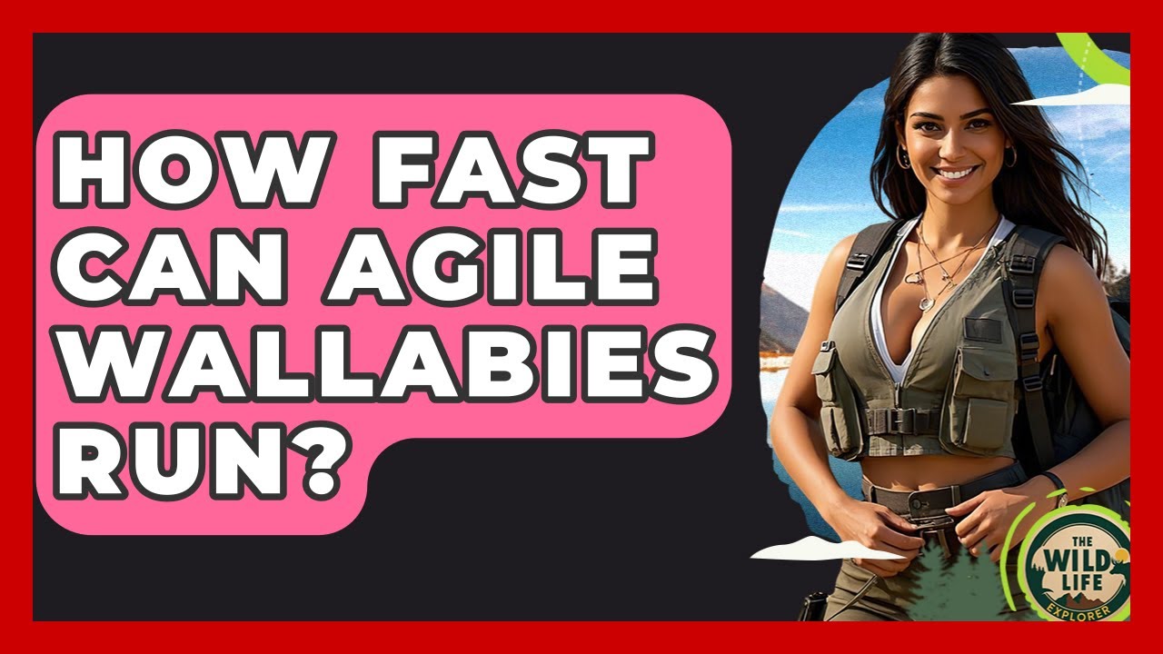 How Fast Can Agile Wallabies Run? - The Wild Life Explorer