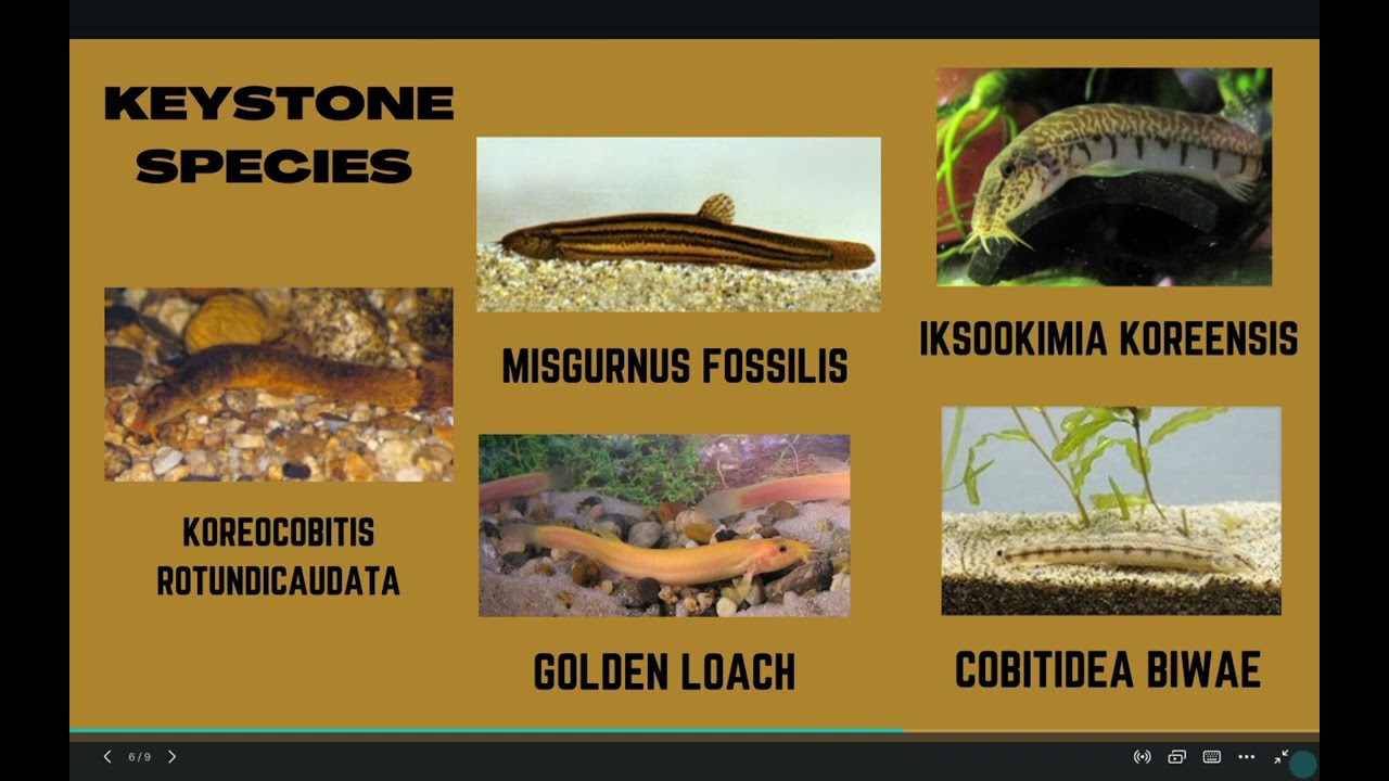 BIOLOGY- Cobitidae Family