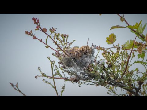 April is the time to get rid of browntail moth webs, officials say ...