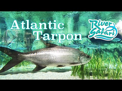 Atlantic Tarpon at River Safari