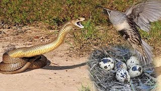 Python Stalks Bird Nest Python Vs Quail, Python Eat Quail Eggs