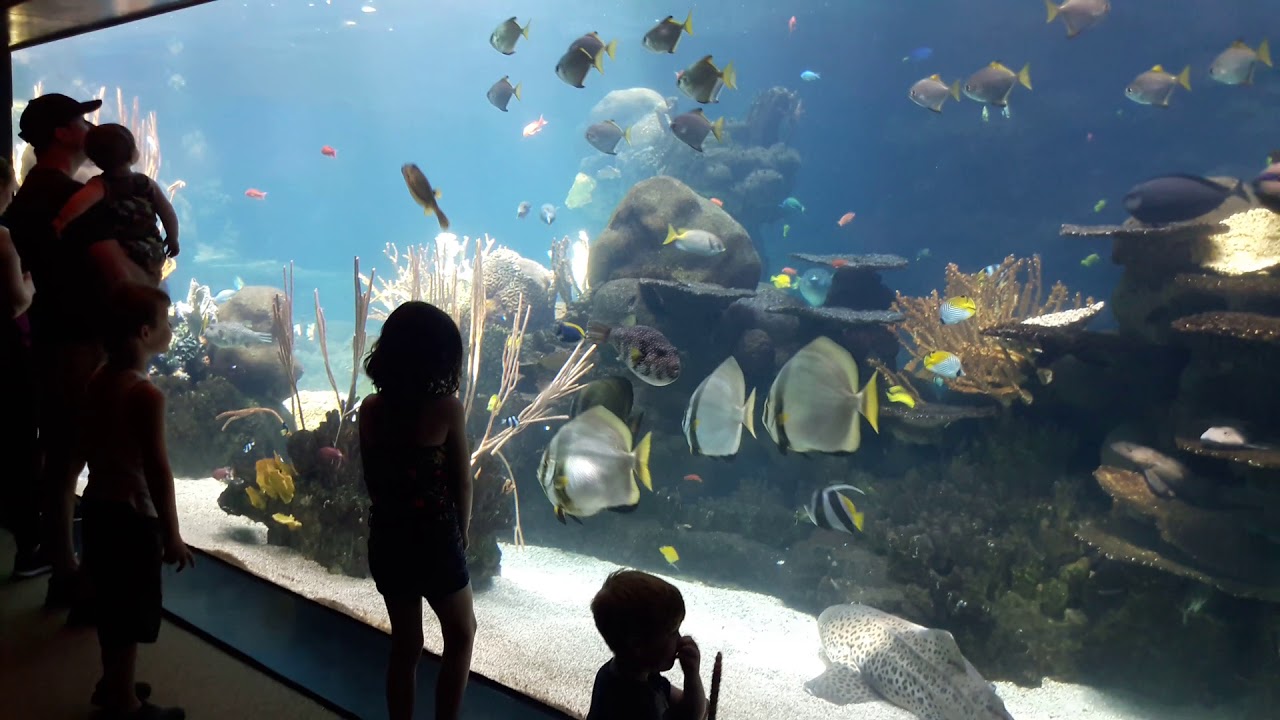 Mn Zoo Aquarium YouTube