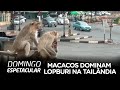 Macacos dominam cidade de Lopburi, na Tailândia