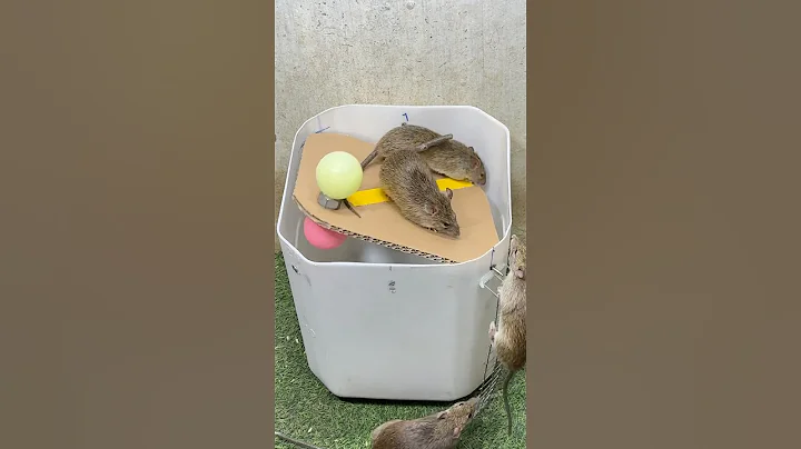 Mouse traps tips at home/best spinning mouse trap #mousetrap #rattrap