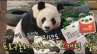 낑 판다 진후 2번의 파혼 후 진행된 소개팅 썰🐼재밌는 동물 영상