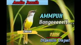 Suara Pikat Burung Ciblek Paling Ammpuh...