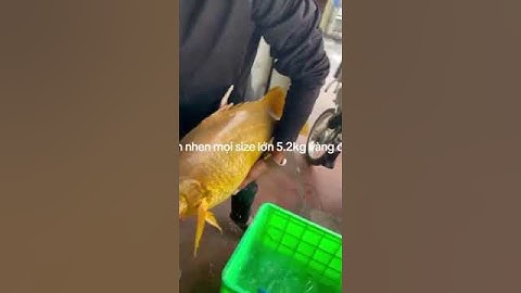 CÁ CHÌA VÔI NHÀ BÈ - ĐẶC SẢN CÁ SÔNG THIÊN NHIÊN