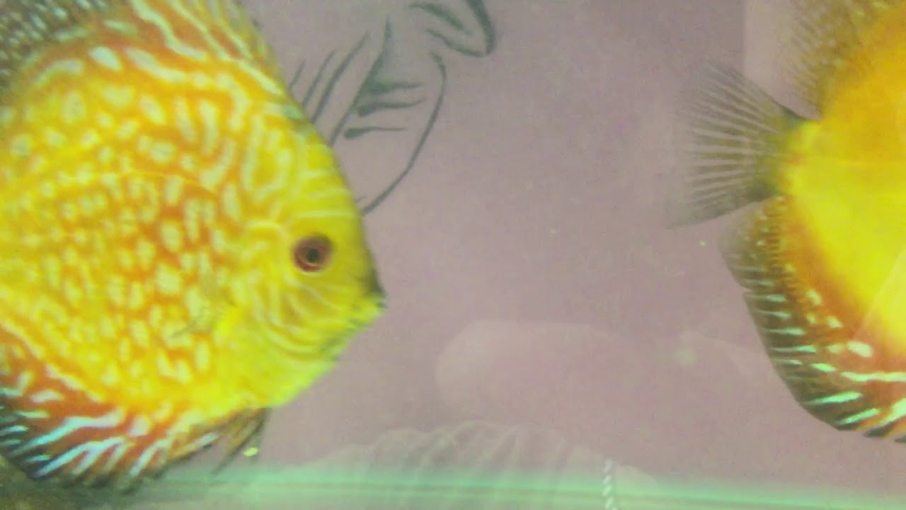 camera iphone 8 plus apk discus fish at cheshire oaks discus