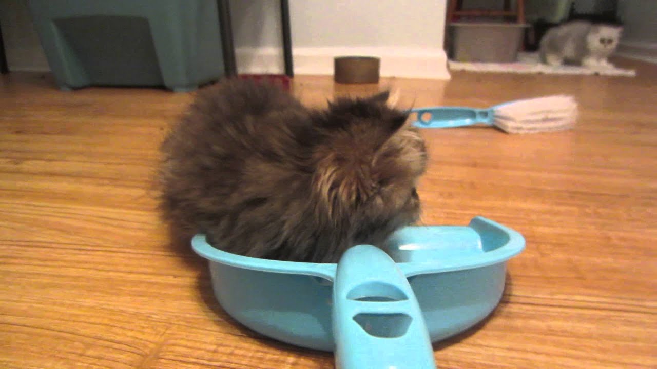 Sweeping the floor with kittens YouTube